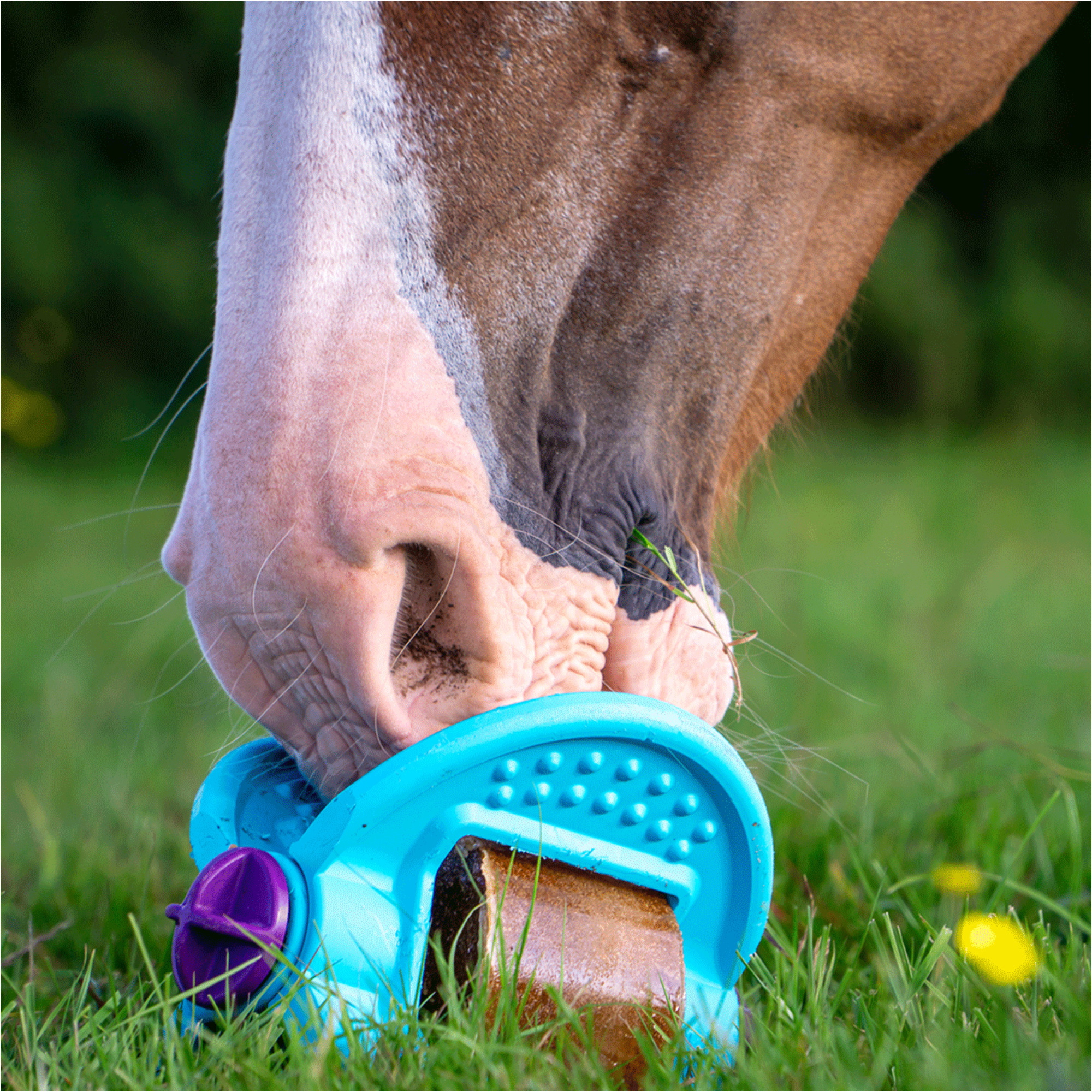 2026 Bizzy Horse Bizzy Ball 1571056 - Aquamarine